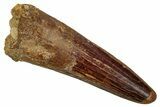 Fossil Spinosaurus Tooth - Beautiful Enamel Preservation #343495-1